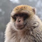 Private Day Trip to Middle Atlas from Fes - FAQ