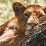 Private Day Trip to Ngorongoro Crater - Who Will Love This Tour?