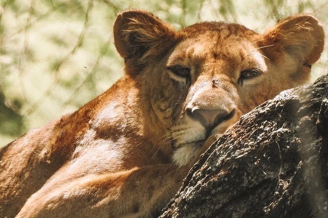 Private Day Trip to Ngorongoro Crater - Who Will Love This Tour?