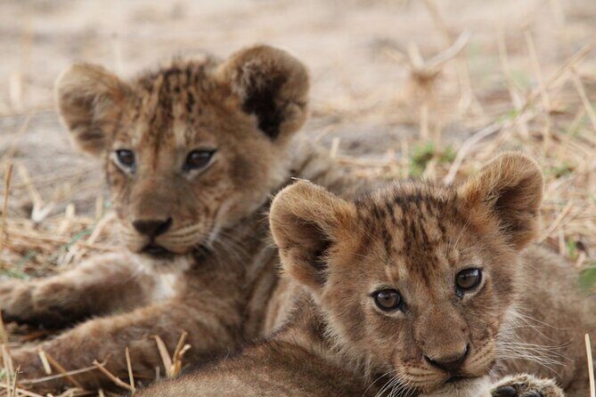Private Day Trip to Tarangire National Park - What Could Be Better?