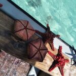 Private Dolphin Tour and Snorkeling at Mnemba Island reef - The Value and Practicality of the Tour