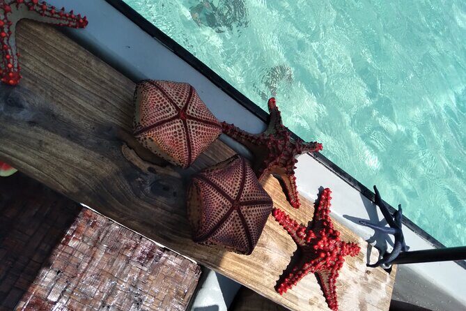 Private Dolphin Tour and Snorkeling at Mnemba Island reef - The Value and Practicality of the Tour