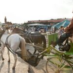 Private Driver for a full day in Marrakech - The Value of a Full Day