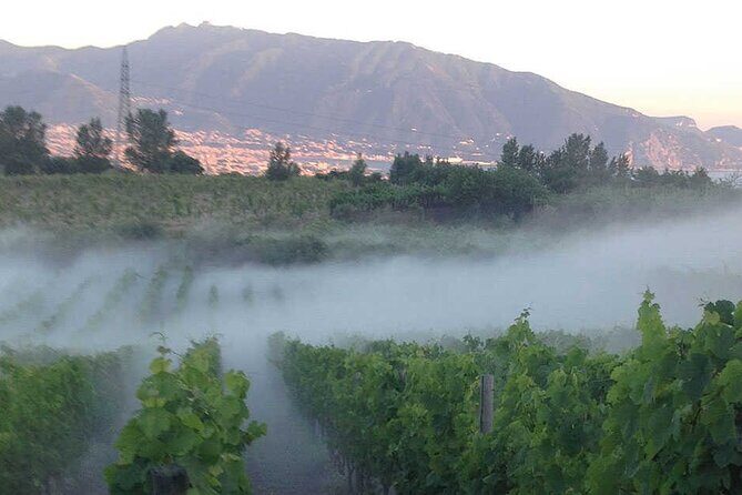 Private Educational Wine Tour, dedicated sommelier and trasport - Final thoughts: Is this experience worth it?