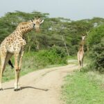 Private escape to:Nairobi national park tour 6.a.m to 11a.m - The Sum Up