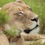 Private Full-Day Addo Elephant National Park - Detailed Breakdown of the Itinerary