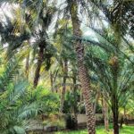 Private Full Day Al Ain City Tour - What to Expect from Transportation & Logistics