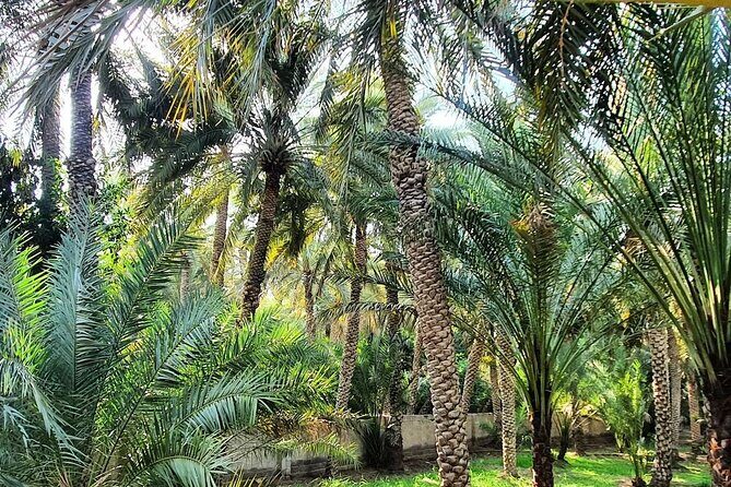 Private Full Day Al Ain City Tour - What to Expect from Transportation & Logistics
