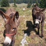Private Full-Day Hiking Tour in Piatra Craiului National Park - What You Can Expect: The Practical Details