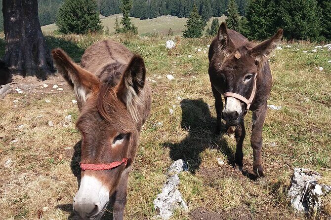 Private Full-Day Hiking Tour in Piatra Craiului National Park - What You Can Expect: The Practical Details