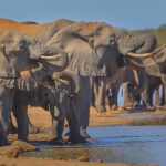 Private Full Day Safari (10 hours) in Kruger National Park - What Travelers Say: Authentic Insights