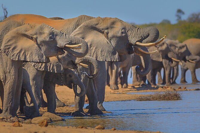 Private Full Day Safari (10 hours) in Kruger National Park - What Travelers Say: Authentic Insights