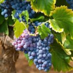 Private Full Day Stellenbosch Wine Tour - Final Thoughts