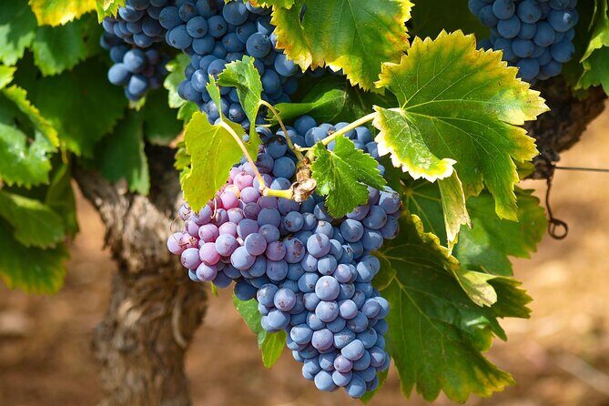 Private Full Day Stellenbosch Wine Tour - Final Thoughts