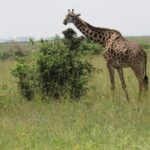 Private Full-Day Tour To Hell's Gate Biking and Lake Naivasha from Nairobi - Detailed Review of the Tour Experience