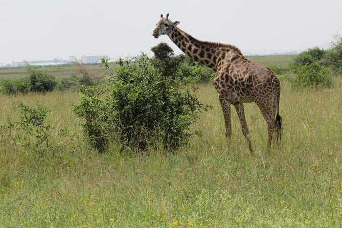 Private Full-Day Tour To Hell's Gate Biking and Lake Naivasha from Nairobi - Detailed Review of the Tour Experience
