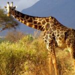 Private full day tour to Tsavo East National Park - An In-Depth Look at the Tsavo East Private Safari