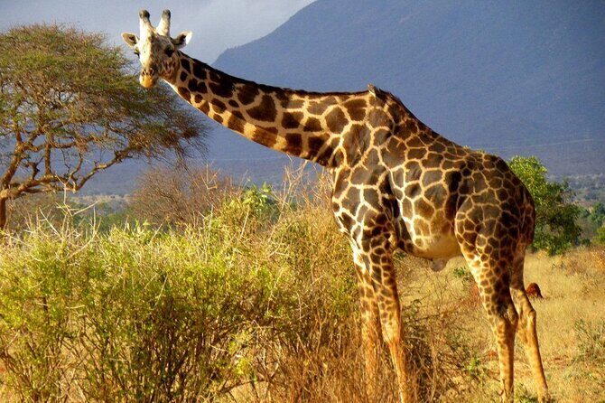 Private full day tour to Tsavo East National Park - An In-Depth Look at the Tsavo East Private Safari