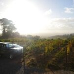 Private: Full Day Ultra-Premium Wine Tour from Cape Town to Constantia - Analyzing the Value