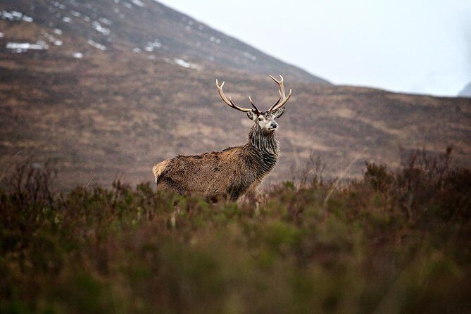 Private Glencoe Driving Tour from Edinburgh - Who Should Book This Tour?