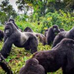 Private Gorilla Trekking Transfer from kigali to Volcanoes N.Park - The Experience of the Guides and Vehicles