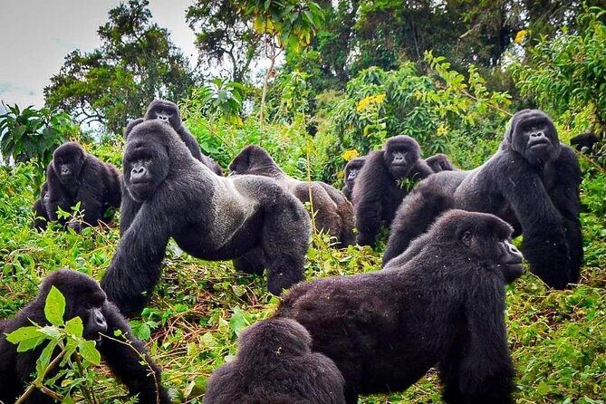 Private Gorilla Trekking Transfer from kigali to Volcanoes N.Park - The Experience of the Guides and Vehicles