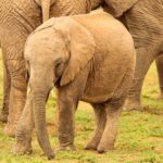 Private Group Addo Full Day Safari & Traditional Braai (BBQ)Lunch - Final Thoughts on the Addo Elephant Safari & Braai