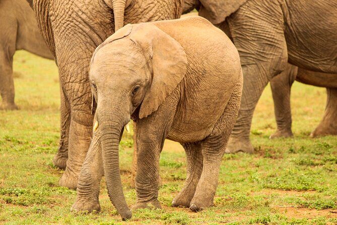 Private Group Addo Full Day Safari & Traditional Braai (BBQ)Lunch - Final Thoughts on the Addo Elephant Safari & Braai