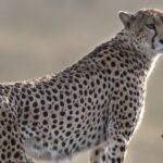 Private Group Serengeti Safari, Crater & Tarangire National Park - Exploring the Itinerary in Detail