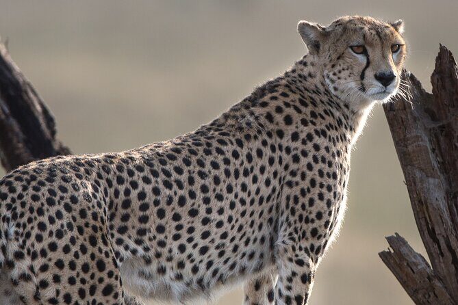 Private Group Serengeti Safari, Crater & Tarangire National Park - Exploring the Itinerary in Detail