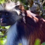 Private Guided tour in Prison Island,Jozani Forest,Rock restaurant & Paje beach - Jozani Forest: Encounter with Zanzibar’s Unique Wildlife