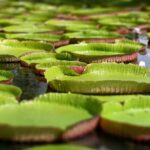 Private Guided Tour of Northern Mauritius with Shopping in Port Louis - The Logistics: What to Expect