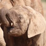 Private Half-Day Addo Elephant National Park Safari - Summary