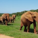 Private Half Day Addo Elephant National Park Safari - Understanding the Value Proposition