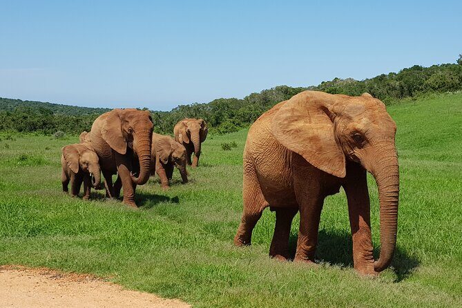 Private Half Day Addo Elephant National Park Safari - Understanding the Value Proposition
