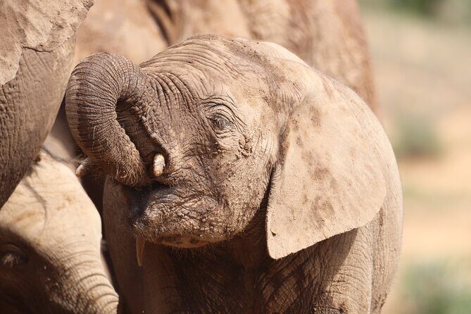 Private Half-Day Addo Elephant National Park Safari - Summary