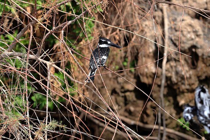Private Half-Day Bird Watching Tour in Aswan - The Experience in Action: What Travelers Say