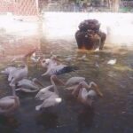 Private Half Day Tour To The Zoo In Giza - Practical Details: Transport & Comfort