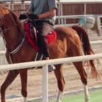 Private Horse and Camel Riding Experience in Doha - Why This Tour Offers Good Value