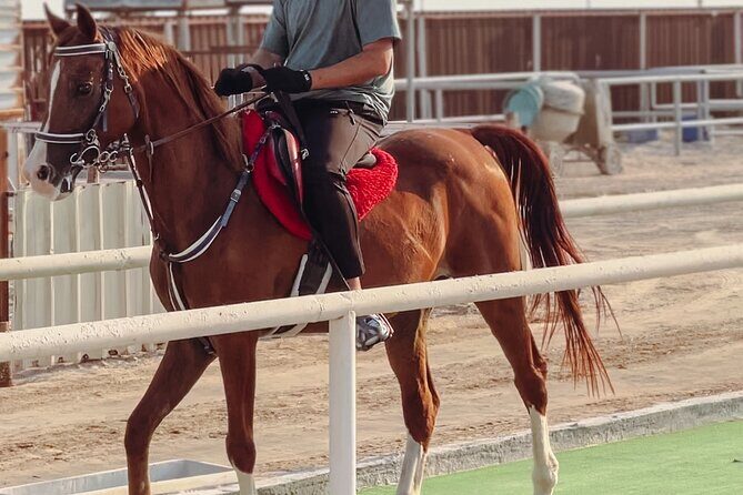 Private Horse and Camel Riding Experience in Doha - Why This Tour Offers Good Value