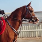 Private Horseback Riding Experience in Doha - What to Expect on the Ride
