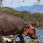 Private Layover Tour to Hells Gate National park with Optional Boat Ride - Introduction to the Experience