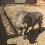 Private Le Cape Animal Farms Full Day Tour - Who Should Consider This Tour?