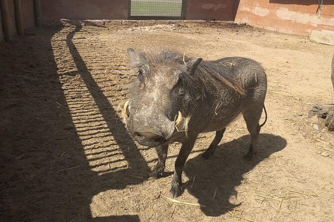 Private Le Cape Animal Farms Full Day Tour - Who Should Consider This Tour?