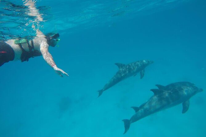 Private Luxury Dolphin House Boat Tour With Lunch - Hurghada - Authentic Insights from Reviewers