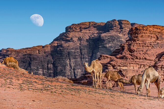 Private Martian Wadi Rum Overnight Bedouin Experience from Amman - What Makes This Tour Stand Out?