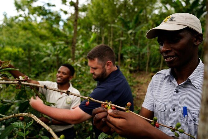 Private Meru Coffee Tour in Nkoaranga - Practical Details