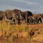 Private Mikumi Adventure - Lodging and Meals