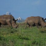 Private Mini Safari Tour in Nairobi - Value and Practical Considerations