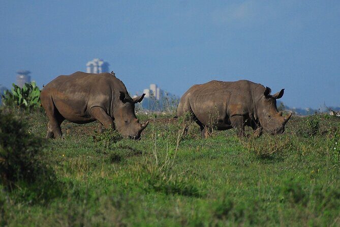 Private Mini Safari Tour in Nairobi - Value and Practical Considerations